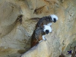 Haus des Meeres 13.03.2026